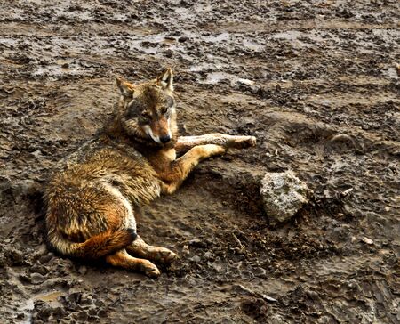 Wild wolf laying on muddy ground, leering suspiciously at cameraの写真素材