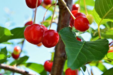 Cherry cluster in tree, closup of a branch with green leaves with ripe red cherries hanging, ready to be picked from the orchard during a sunny summer dayの写真素材