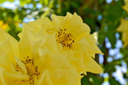 Close-up macro shot of blooming yellow rose flower, beautiful wild roses bloomed during summer among green leaves, with blurry bookeh backgroundの写真素材