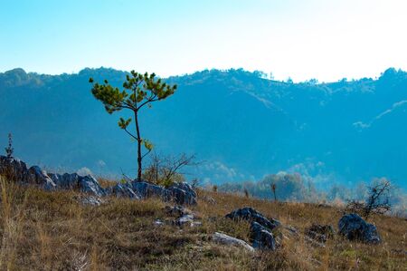 Serene scenery, background landscape with mountains in the distance, one single lonely tree in a rocky field surrounded by dried grass in the fall (taken at "Campul de Lapiezuri, Ponoarele, Romania")の写真素材