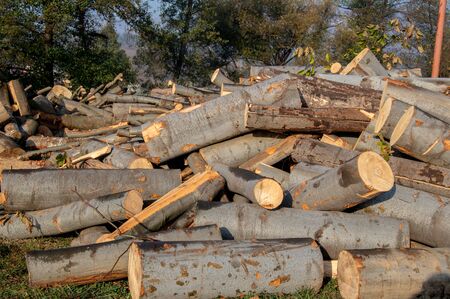 A pile of cut wooden logs, cut down tree trunks sawed and ready for production or to be used as firewood, timber or lumber in the forest, stop deforestationの写真素材