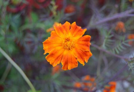 Close up macro shot of Tagetes patula, or French Marigold, a beautiful orange flower with colorful petals, bookeh or blurry background includedの写真素材