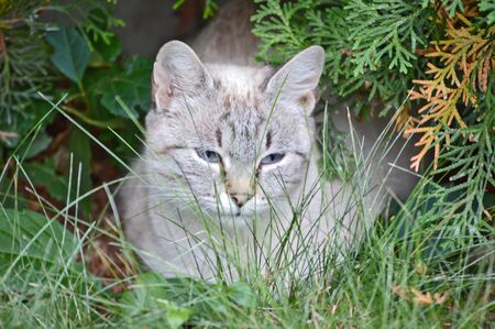 A single grey stripped cat with a suspicious look on it's cute little fluffy face oh my god look how cute he is just standing there in the garden judging people from between the grass and leaves XDの写真素材