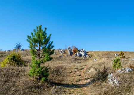 Natural landscape photography depicting a young, lonely pine tree on top of a hill surrounded by brown grass and rocks, a scene from a walk in nature, very serene and calmの写真素材