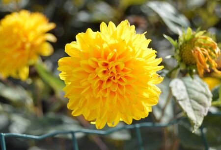 Close up shot of a blooming yellow Dhalia flower, mezmerizing patterns in nature, centered shot with blurry bookeh backgroundの写真素材