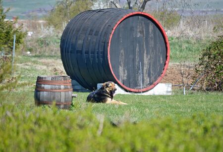 A happy dog guarding a large decorative wooden barrelの写真素材