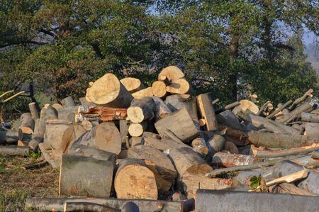 A pile of logs cut down and ready to be processed or used as firewood, timber log from coniferous wood sawed and left outdoors in the forestの写真素材