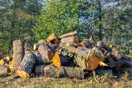 A pile of wooden logs left in the forest. fresh sawn logs from red wood that will be used as lumber or firewood as the need for timber increases and the industry growsの写真素材