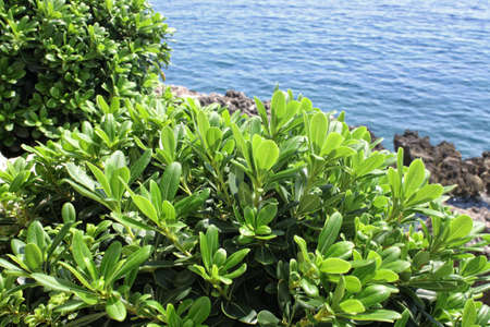 Boxwood on the Mediterranean Sea coast, sunny dayの写真素材