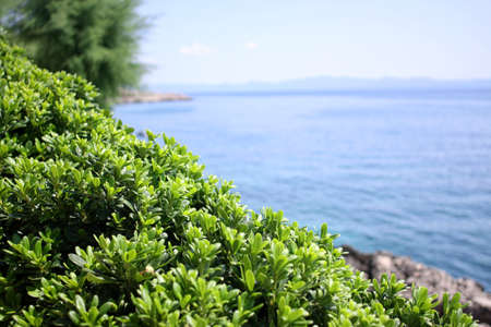 Boxwood on the Mediterranean Sea coast, sunny dayの写真素材