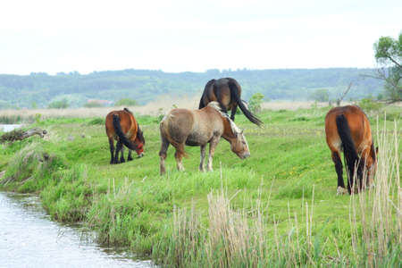 Horses drinking and eating on a river bank.
Landscape with grazing horse.Polandの写真素材