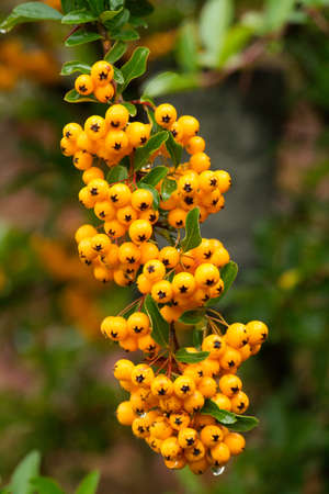 Autumn garden, closeup of pyracantha yellow berriesの写真素材