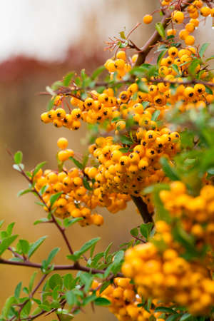 Autumn garden, closeup of pyracantha yellow berriesの写真素材