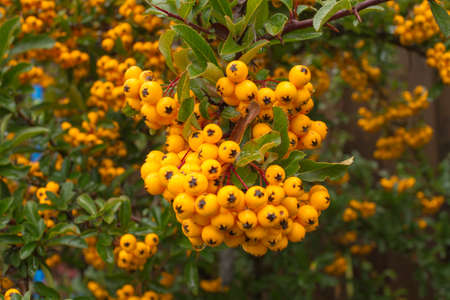 Autumn garden, closeup of pyracantha yellow berries
