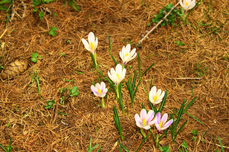 crocus, white flowerの写真素材