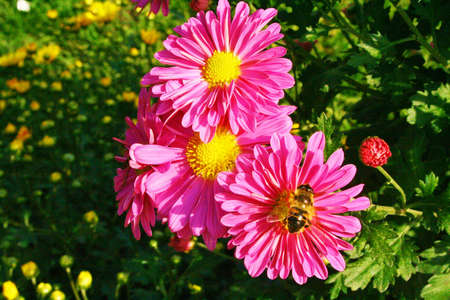 Margherita, Leucanthemum vulgareの写真素材