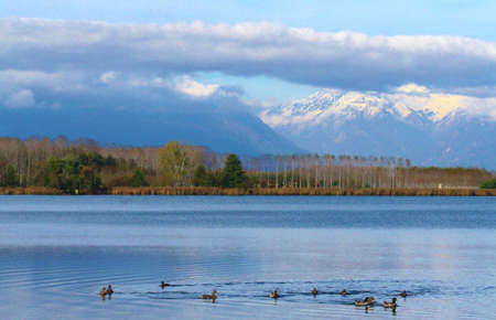 anatre nel lago di Candia ,Canaveseの写真素材
