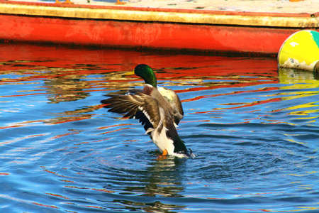 Anatra nel lagoの写真素材