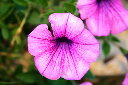 Fiore violaの写真素材