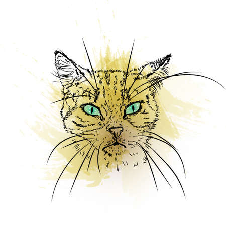 Hand Drawn portrait of cat with watercolor blots and strokes on a white backgroundのイラスト素材
