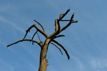 Very Classic silhouette picture with dead branches and sun in the cloud.