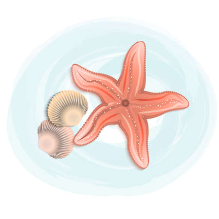 Beautiful background with seashells and starfishesのイラスト素材