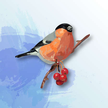 Bullfinch on the branch of red rowan. Realistic styleのイラスト素材