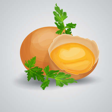 Crack eggs with yolks set with parsley. Baking and cooking Ingredients. Eggshell and proteins.のイラスト素材