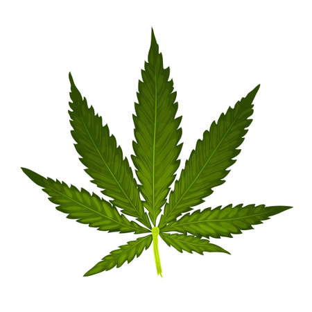 Marijuana or cannabis vectorのイラスト素材