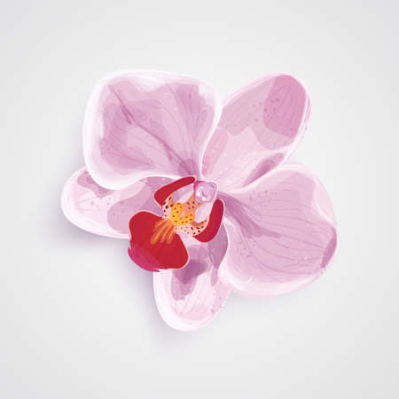 Orchid pink flower isolated. vector illustrationのイラスト素材