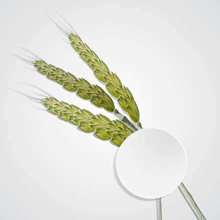 Cartoon ears of ripe yellow wheatのイラスト素材