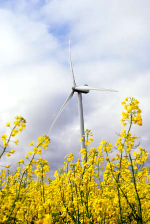 the windmills on the fieldの写真素材