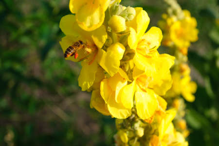 Verbascum thapsus. Yellow flowers of common mullein, great mullein, hag-taper.の写真素材