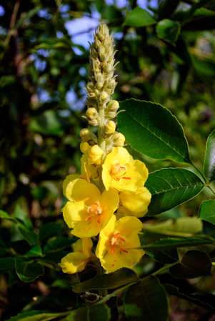 Verbascum thapsus with bee. Yellow flowers of common mullein, great mullein, hag-taper.