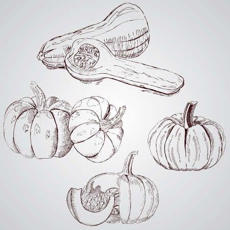 Set of vegetables. Fresh food. Pumpkins line drawn on a white background. Vector illustration.のイラスト素材