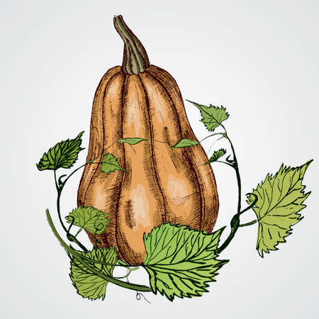 Vector tasty and healthy pumpkinのイラスト素材