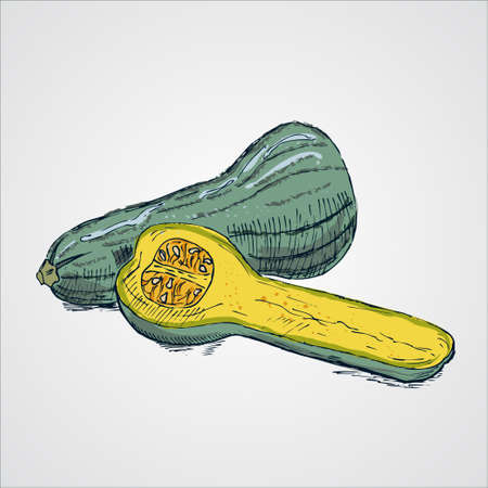 Tasty and healthy vegetable pumpkinのイラスト素材