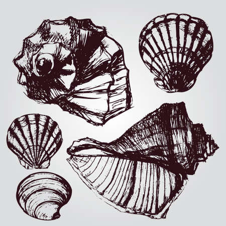 Seashell isolated on white.のイラスト素材