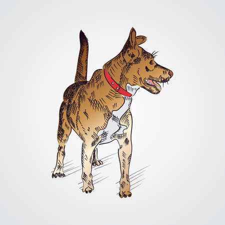 Golden dog with red collar isolated on a white.のイラスト素材