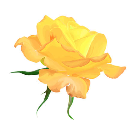 Yellow rose white illustration.のイラスト素材