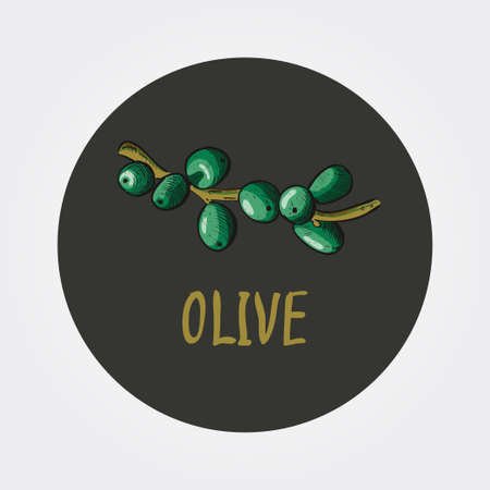 Vector green Olives Branch with Leaves. Label of olives Healthy vegetables and vegetarian food. Fresh organic food, healthy eating .のイラスト素材