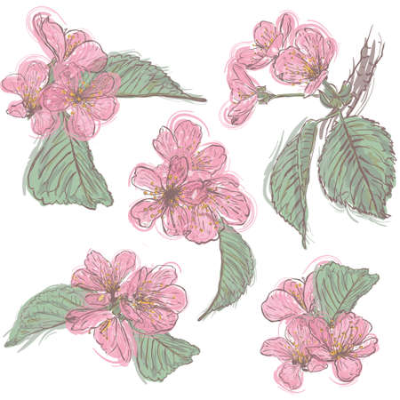 Sakura. Set of cherry blossoms. Collection of flowers of sakura. Spring flowers.のイラスト素材