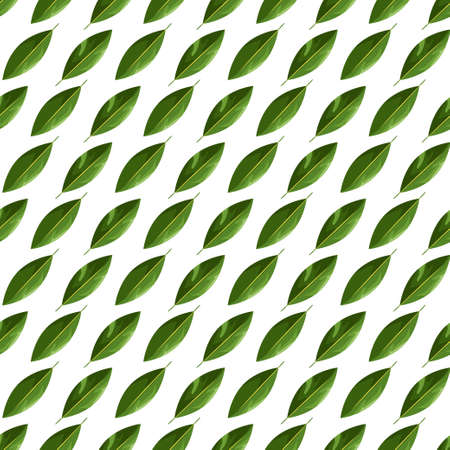 Green leaves seamless patter. Vector illustration