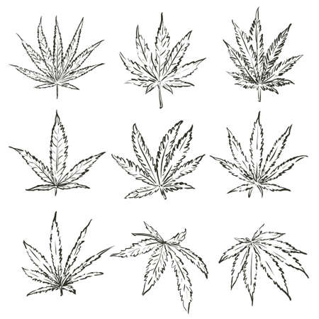 Marijuana hemp pot cannabis leaf vector set. Green medical or drugs hempen leaves like grass.のイラスト素材