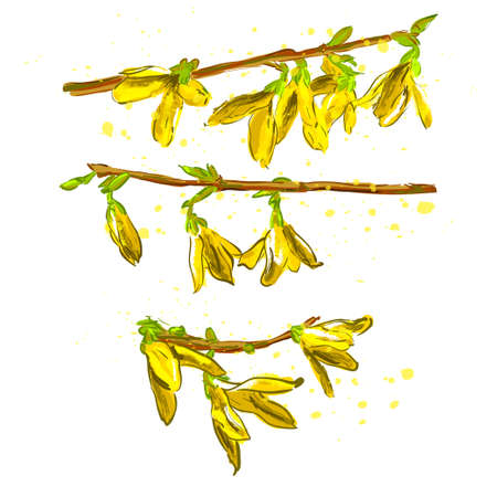 Vector Illustration. Forsythia flowers (Golden-bell tree) illustration with color. Set of yellow spring flowersのイラスト素材