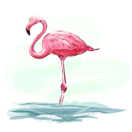 Flamingo. Pink flamingo staying in water. Pink birdのイラスト素材