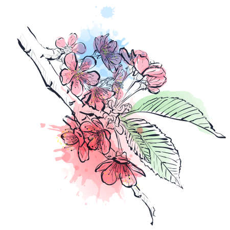 Cherry flowers sketch. Illustration flowers of the cherry blossom. Sakura branchのイラスト素材