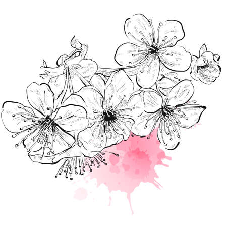 Spring blossom cherry tree branch on white background. Watercolor vector dropsのイラスト素材