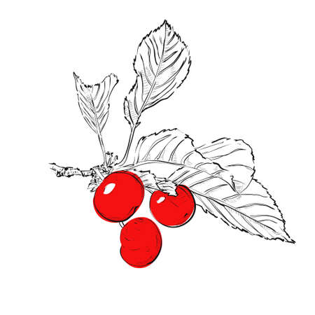 Contour drawing of cherry. Cherry with leaves. Vector illustration.のイラスト素材