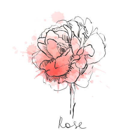 Rose flower sketch style. Vector illustrationのイラスト素材